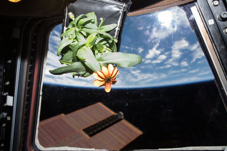 The First Flowers Are Blooming Aboard the International Space Station