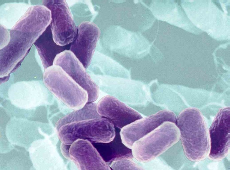 Scientists Just Coaxed Bacteria into Performing Artificial Photosynthesis