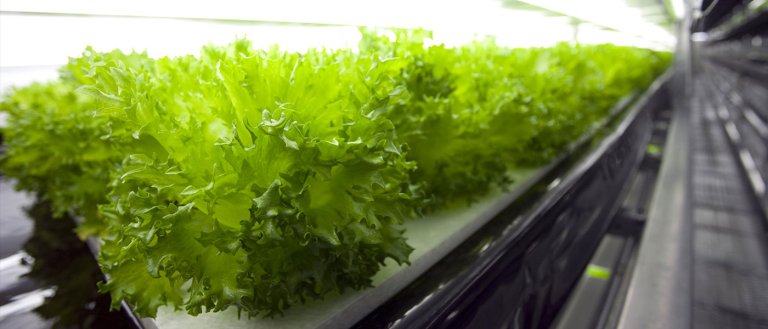 World First: Robot-Run Farm To Harvest 30,000 Heads of Lettuce Daily