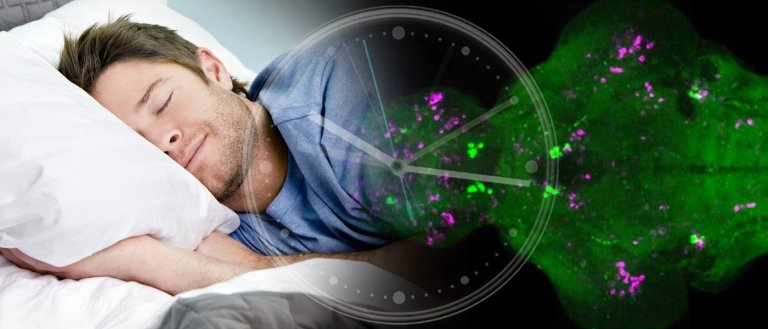 Biologists Assert They Identified the Gene Responsible For Governing Sleep