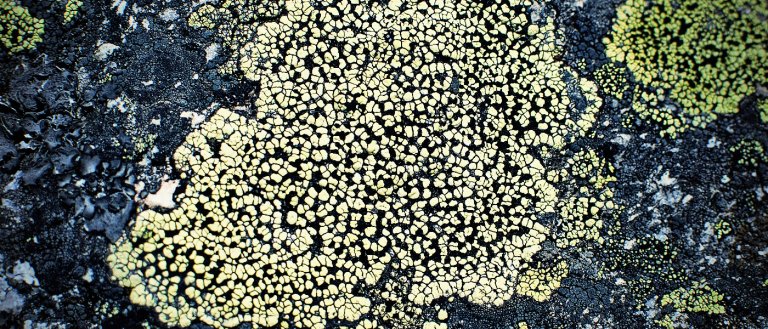Fungi and Lichens Survive 18 Months In Mars-Like Conditions Outside the ISS