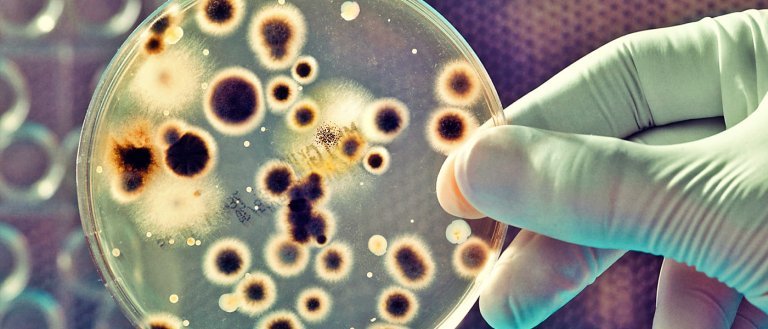New Study Reveals that Bacteria Can “See”