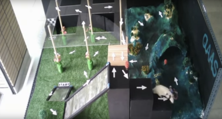 Cyborg Rat: Augmented Rodent Can Navigate Mazes With Remarkable Speed