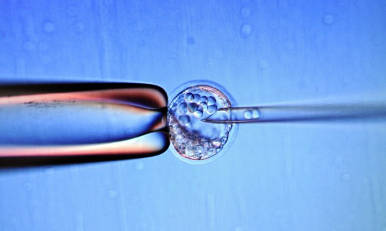 US Panel Greenlights Creation of  ‘Three-Person’ Embryos