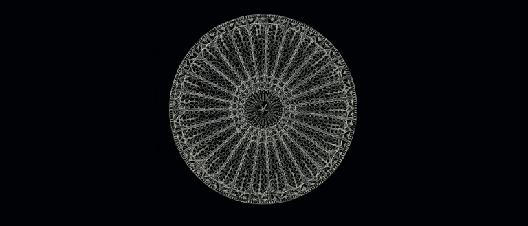 Study Discovers Diatoms are a Kind of “Wonder Material,” May be the Next Graphene