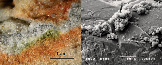 hongos_SOnofri_etal_image671_405