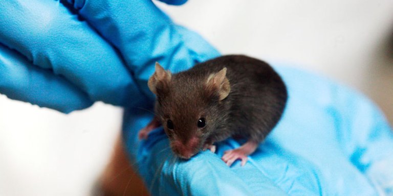 Removing “Aged Cells” Lets Mice Live 25 Percent Longer