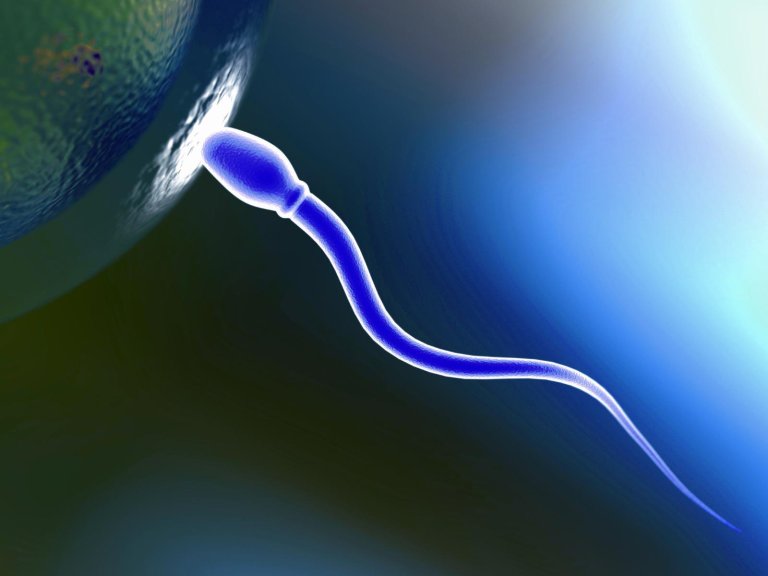 Scientists Have Made Artificial Sperm, and They Used It to Fertilize Eggs
