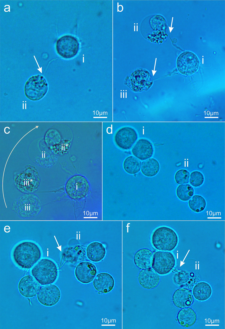 Source: Novel Method for Neuronal Nanosurgical Connection \ Scientific Reports