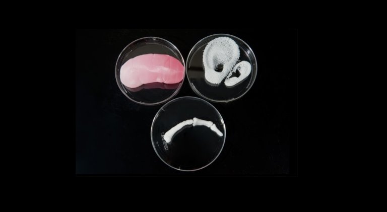 Harvard Scientists Just Figured Out How to 3D Print Complex Living Human Tissue