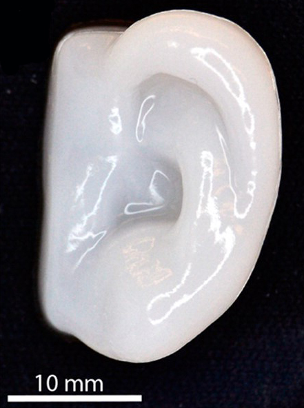 Using a 3D bioprinter, scientists managed to print human cartilage cells in the shape of a human ear. Credit: American Chemical Society