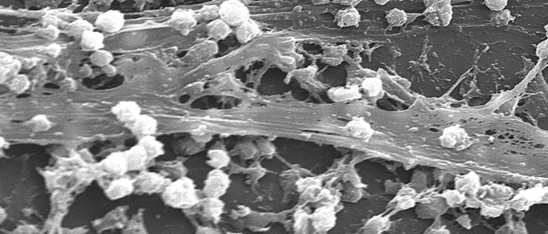 New Research Shows Bacteria Populations Are Able To Develop A “Collective Memory”