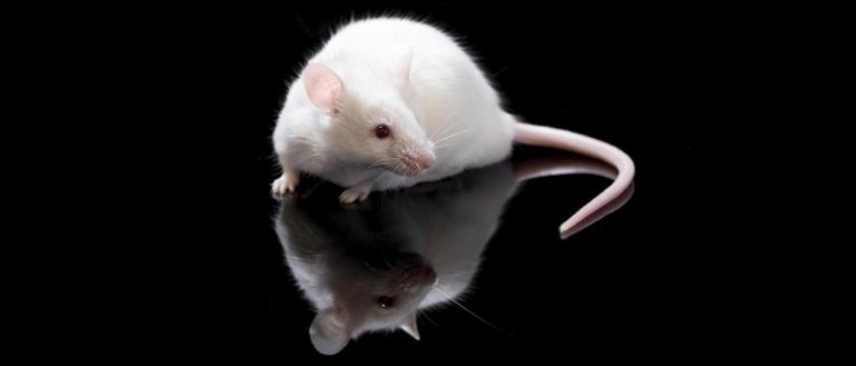 Nanoparticle Treatment Eliminates Metastatic Cancer In Mice