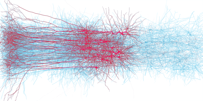An in silico network of thick-tufted layer 5 pyramidal cells in a digital reconstruction of neocortical microcircuitry. Credit: EPFL/Blue Brain Project