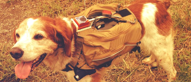 Robo-Dogs: Japanese Scientists Upgrade Their SAR Dogs