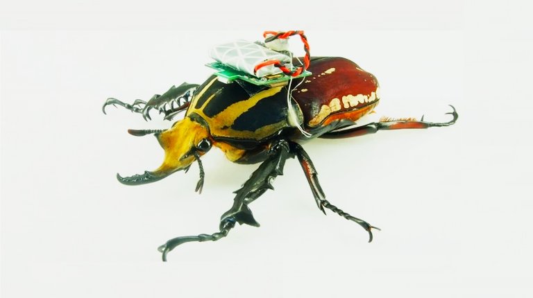 A Cyborg Swarm: The Future Of Drone Tech is Remote-Controlled, Living Beetles