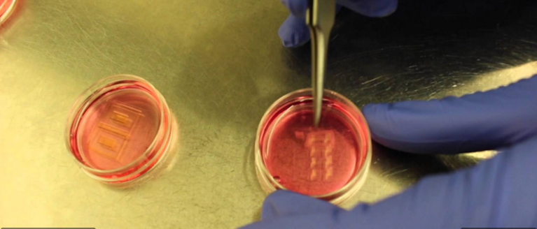 Watch This Light-Activated Living Tissue Move