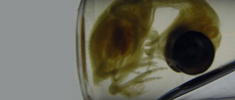 Dino-Drumsticks: Scientists Grow “Dinosaur Legs” on a Chicken