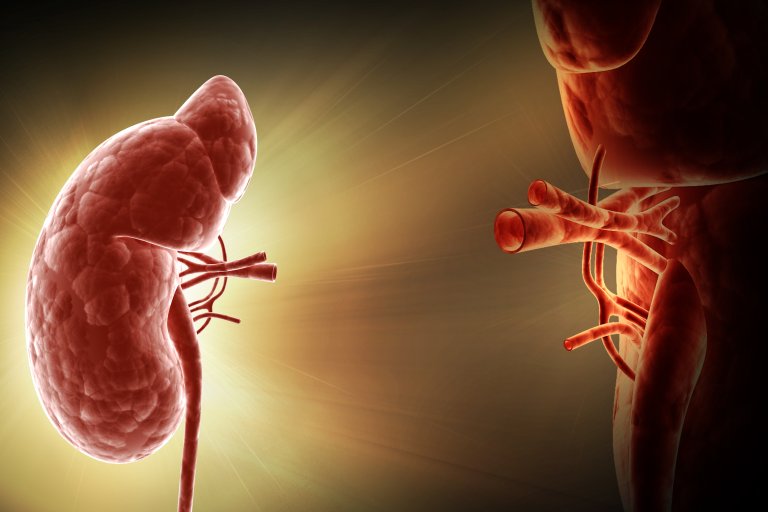 Revolutionary Procedure Will Allow Kidney Transplants From Any Donor