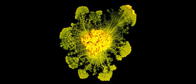 Scientists Discover That Slime Mold Is Capable of Learning