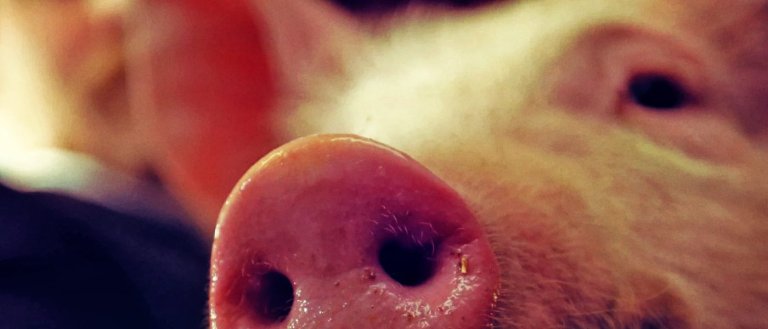 Baboons Receive Genetically Engineered Pig Hearts—And Survive for Over Two Years