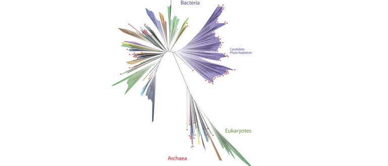 There’s a Revised “Tree Of Life,” And It Has 1000+ New Species