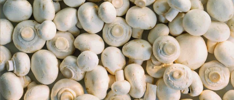 GMO Mushroom Doesn’t Need to be Regulated, Thanks to CRISPR Gene Editing
