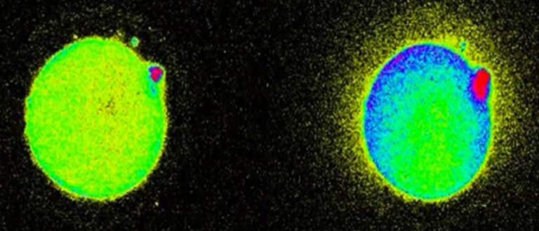 Eggs Literally Spark With Light Upon Contact With Sperm, and We Caught It on Camera