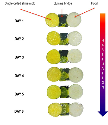 The experimental setup of the mold habituating in 6 days. Credit: Audery Dussutour, CNRS