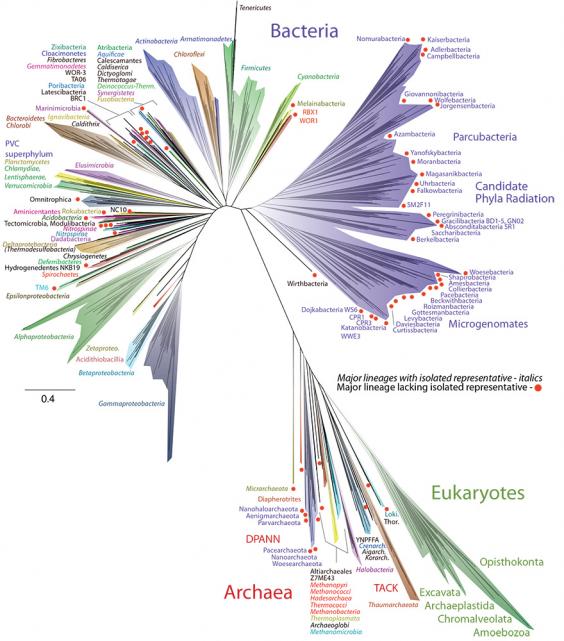 SOURCE: Jill Banfield/UC Berkeley, Laura Hug/University of Waterloo