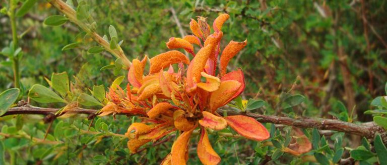 Reverse Photosynthesis Turns Plants Into Biofuels and Plastics