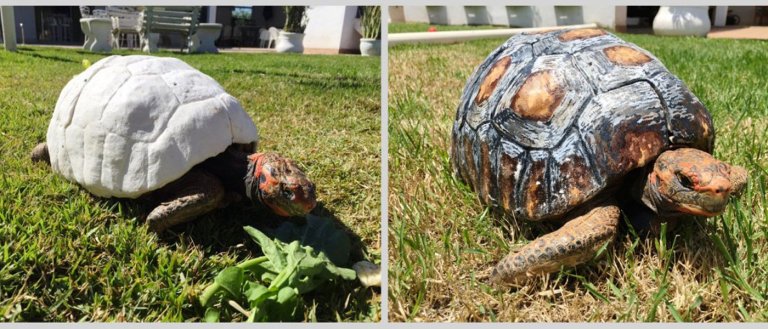 Fred the Tortoise Gets New Shell, Thanks to 3D Printing