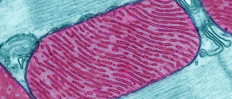Scientists Find First Ever Microbe Without Mitochondria