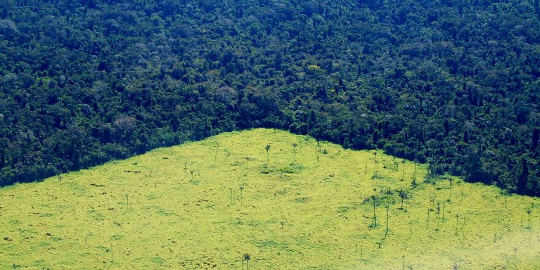 One-Fifth of All Plant Species Is Threatened With Extinction