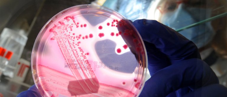 Scientists Harness The Power Of Gut Bacteria To Promote Health