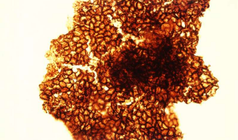 Complex Life May Have Emerged A Billion Years Earlier Than We Thought