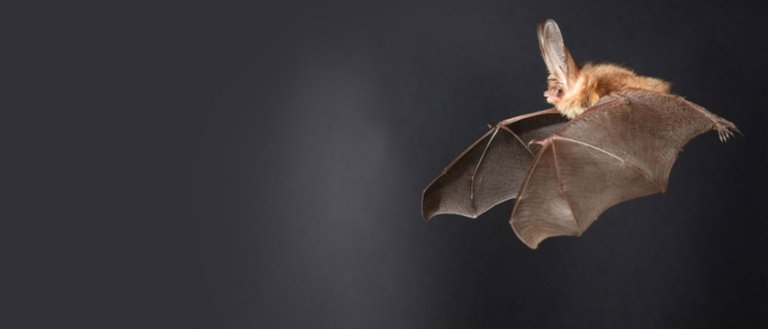 Long-Eared Bats Are Helping Us Make Drones