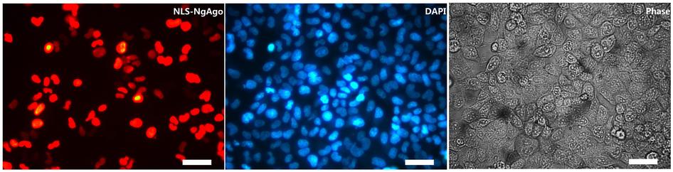 Scientists Unveil A Novel Genome Editing Technique Similar To CRISPR