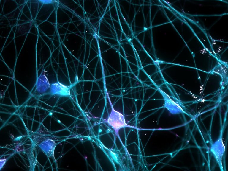 Neurodegenerative Diseases: A New Light, and Maybe A New Hope