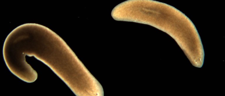In Just 3 Days, AI Solves Biology Mystery: How Flatworms Regenerate into New Organisms
