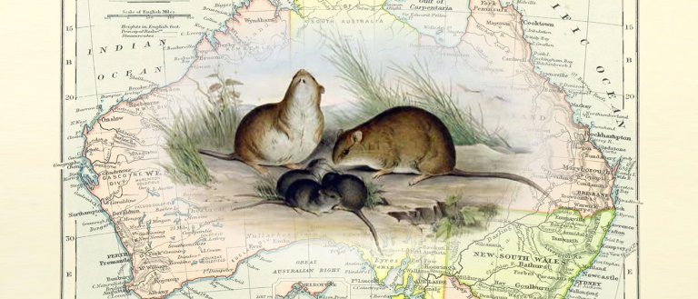 The Australian Rat Just Became The First Mammal To Go Extinct Because of Climate Change