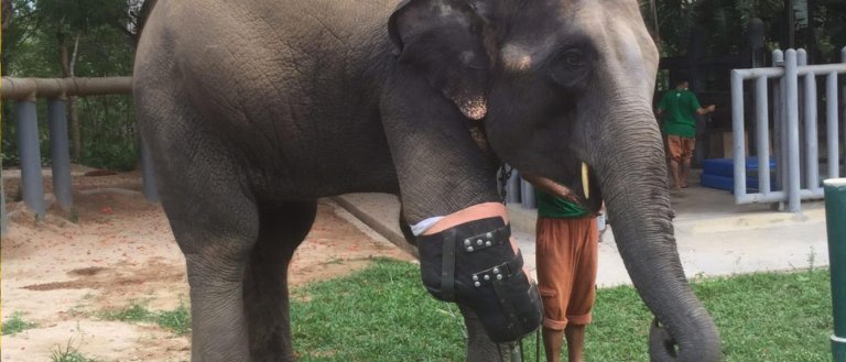 Meet Mosha, the Elephant who Received a Prosthetic Leg after a Landmine Explosion