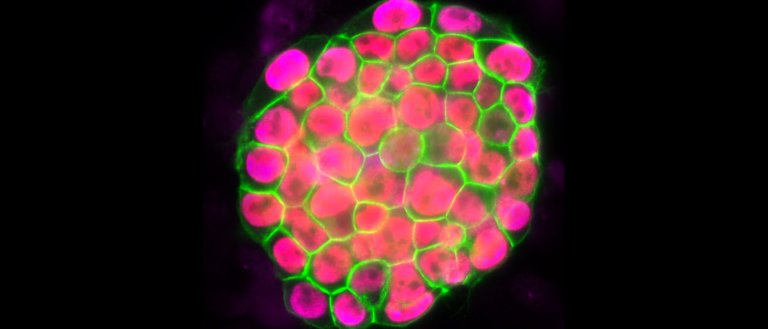Scientists Confirm: Reprogrammed Adult Stem Cells Perfectly Mimic Embryonic Stem Cells