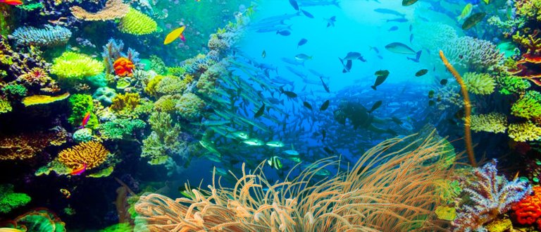 Scientists Find Hope in ‘Bright Spots’ to Conserve Coral Reefs