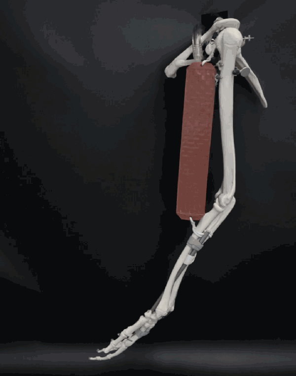 Credit: Phys.org