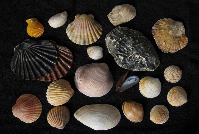 Bivalves. University of Wisconsin La Crosse.