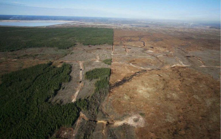 Norway Just Adopted The World’s First Zero Deforestation Policy
