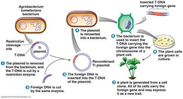 Illustration of the genetic modification method using the Agrobacterium tumefaciens species to insert transgenes into plant cells. Credit: Pearson Publishing, Inc.