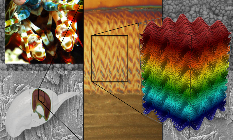 The herringbone structure of the outer layer (impact region) of the mantis shrimp dactyl club. Credit: UC Riverside