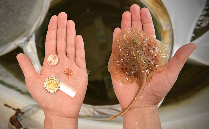 Penny-sized biohybrid: robotic stingray (left) and Leucoraja erinacea (right).